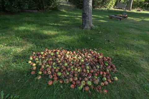 Fallen fruit on the lawn
