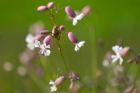 Bladder campion