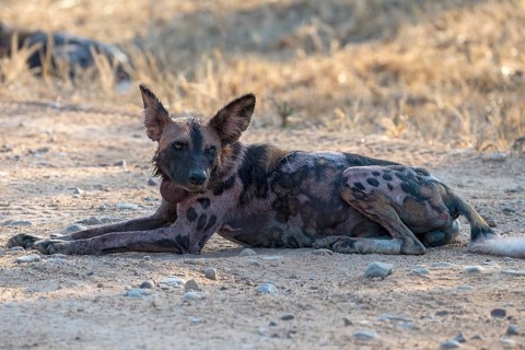 African wild dog