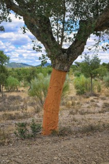 Peeled corck oak tree