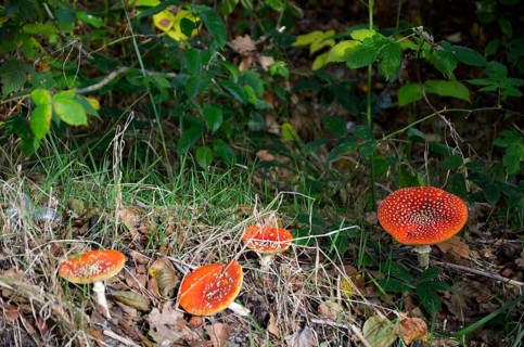 Fly agaric