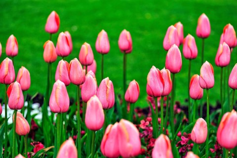 Pink tulips