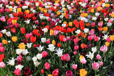 Many colourful tulips in one area