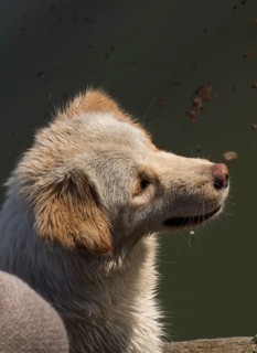 Homeless stray dogis in the street as lonely concept
