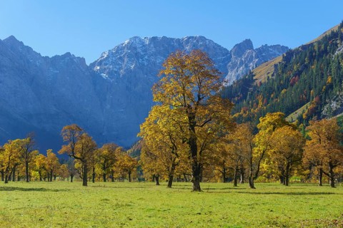 Autumn-coloured maples