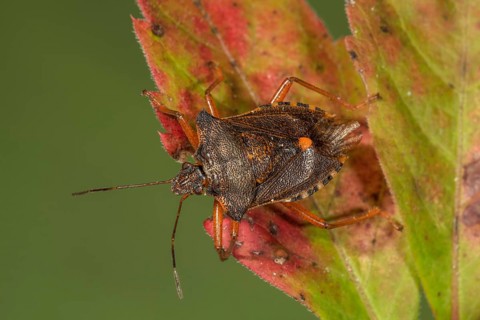 Forest bug