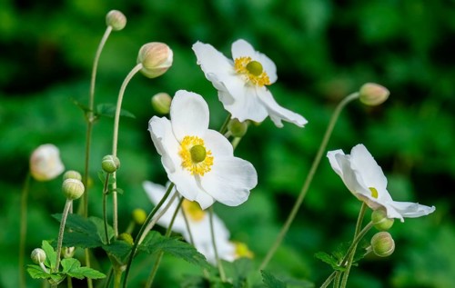 White chinese anemone