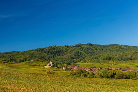 Autumn vineyards in Alsace