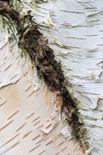 Himalayan birch