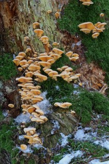 Mock oysters