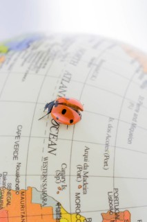 Ladybug walking on a little colorful model globe
