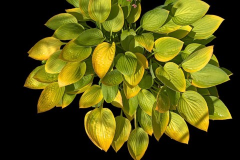 Hosta