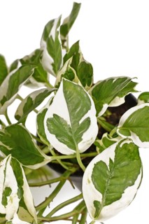 Close up of tropical 'Epipremnum Aureum N'Joy' pothos houseplant with white and green variegated leaves on white background