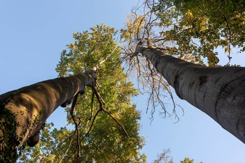 Two copper beeches rise into the sky in Jerichower Switzerland