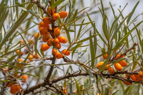 Common sea-buckthorn