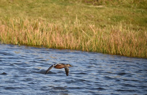 Northern shoveler
