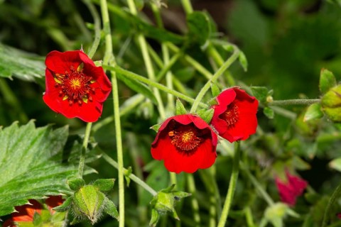 Blood red cinquefoil three open red flowers