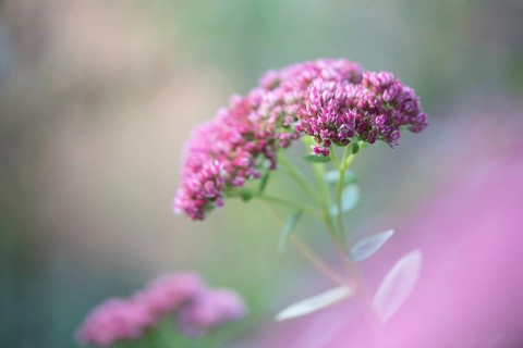 Showy stonecrop