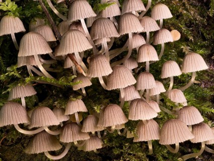 Group of bonnets