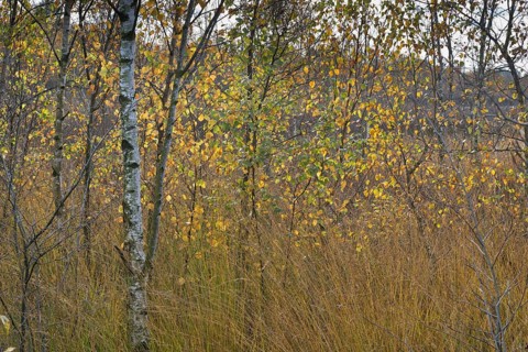 Warty birch