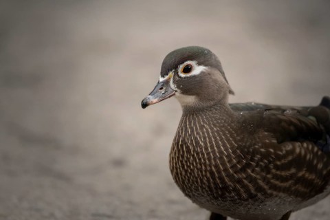 Wood duck
