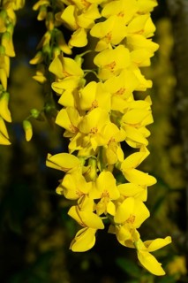 Golden rain flower panicle with a few open yellow flowers