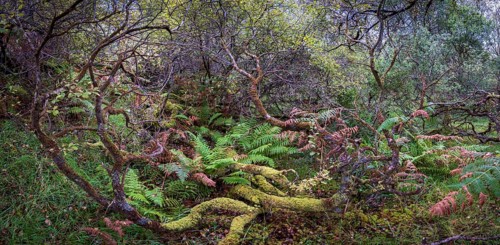 Forest with ferns in autumn