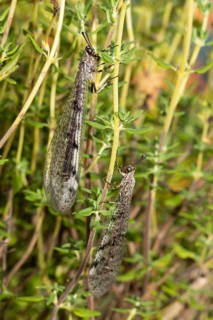 Spotted damselfly two animals with closed wings hanging on green stalks next to each other different vision