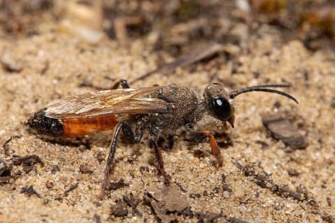 Grasshopper sand wasp seen on sandy soil on the right