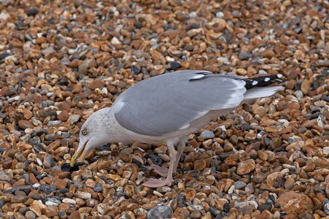 Seagull