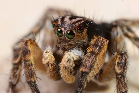 Jumping spider Aelurillus v-insignitus seen from front diagonally left