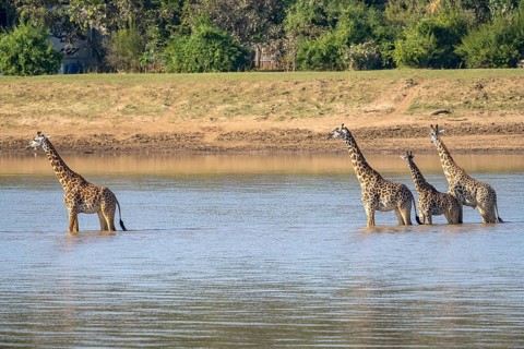 Rhodesian giraffe