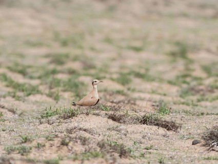 Saharan Courser