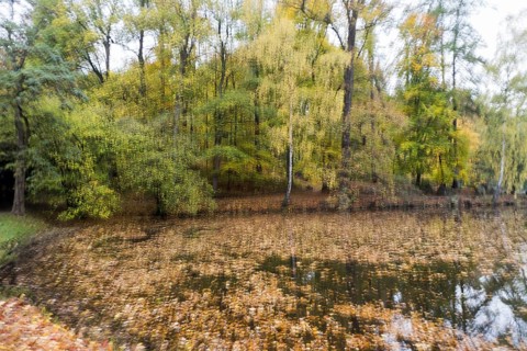 Autumnal coloured trees at a pond