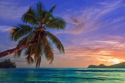 Overhanging coconut palm at sunset in the beautiful bay of Baie Lazare