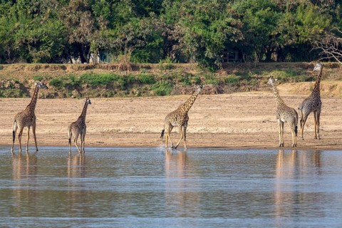 Rhodesian giraffe