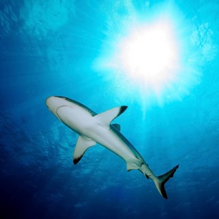 Grey reef shark