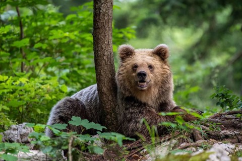European brown bear
