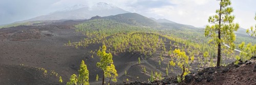 Canary island pines