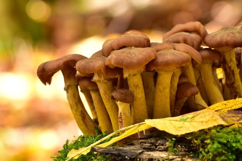 Group of parasitic wood dwellers Common armillaria solidipes