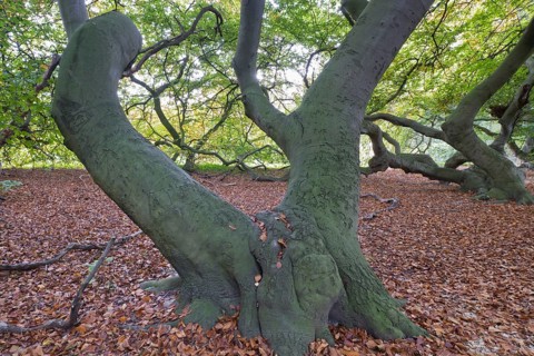 Suentelbuche