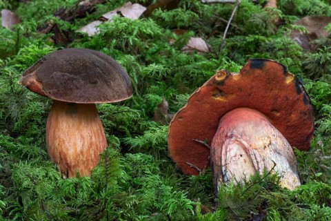 Dotted stem bolete