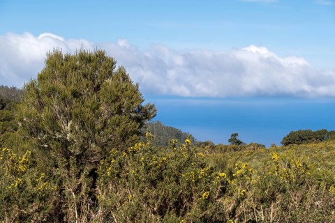 Madeira broom