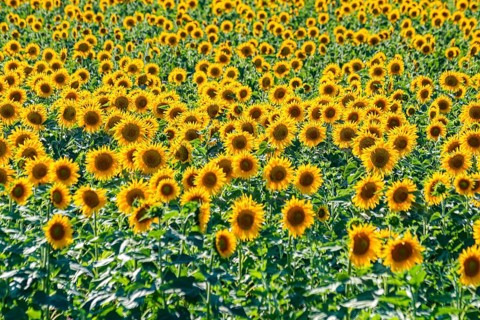 Field of sun flowers