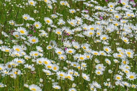 Flower meadow with mainly daisies