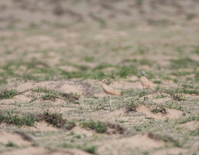 Saharan Courser