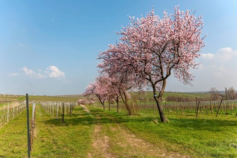 Almond blossom
