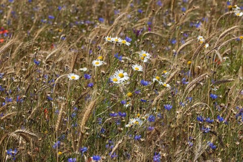 Field of blue and white-yellow wild herbs between cereal stalks