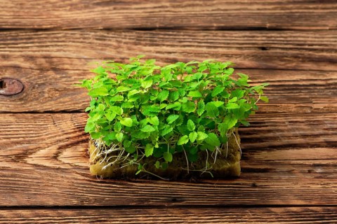 Fresh microgreens. Sprouts of