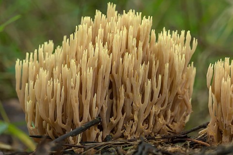Stiff coral